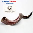 Half Polished Half Natural Kudu Horn Shofar 100% authentic 41"