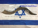 Half Polished Half Natural Kudu Horn Shofar 100% authentic 41"