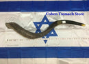 Half Polished Half Natural Kudu Horn Shofar 100% authentic 41"