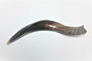 Full Polished Kosher Shofar horn Yeninite 50-60 cm Kudu Judaica from Israel gift