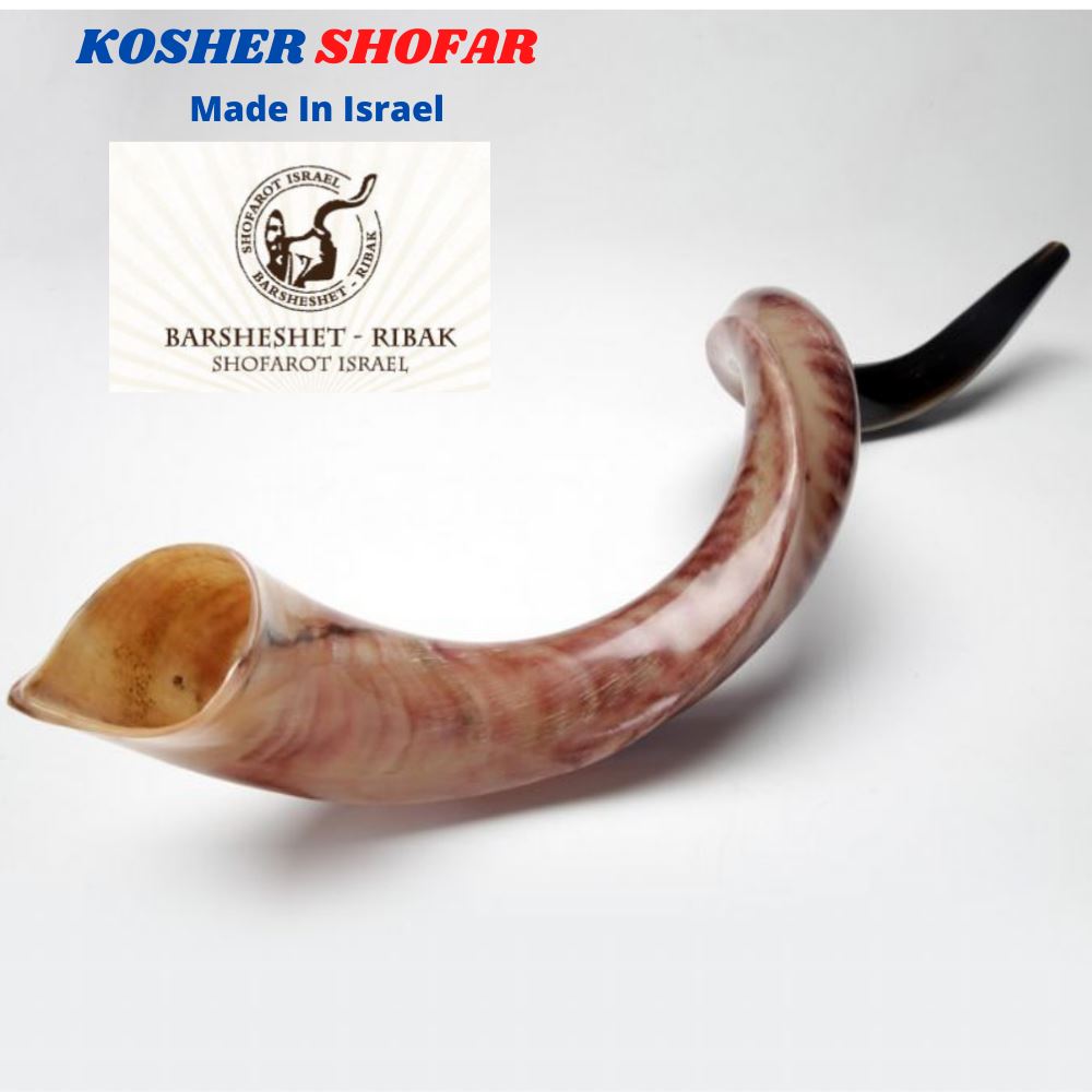 32 Natural Authentic Kosher Yemenite Kudu Horn Shofar Jewish - Israel