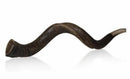 26"-27"Natural Authentic Kosher Yemenite Kudu Horn Shofar Jewish - Israel