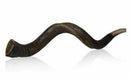 32-"34" Natural Authentic Kosher Yemenite Kudu Horn Shofar Jewish - Israel