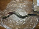 32-"34" Natural Authentic Kosher Yemenite Kudu Horn Shofar Jewish - Israel
