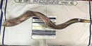 Jumbo HUGE 41" Kudu Yemenite HORN SHOFAR Kosher All Polished