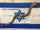Jumbo HUGE 49" Kudu Yemenite HORN SHOFAR Kosher All Polished