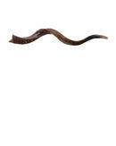 Kudu Yemenite Shofar Horn Kosher Half Polished Israel 35-36" from Israel