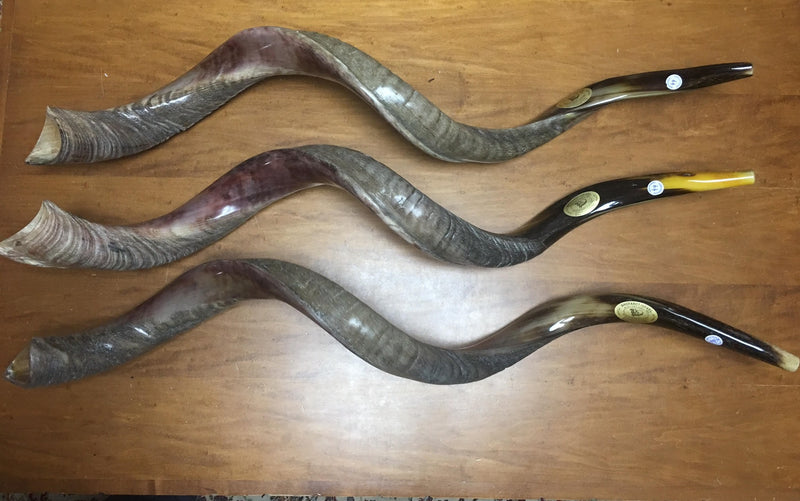 Sale For Yemenite shofar kudu horn Chofar 49." (125CM) Half Natural VERY RARE!!