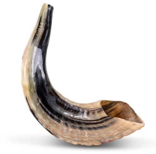 SHOFAR Ram Horn ISRAEL 10"-13" Kosher Natural NEW