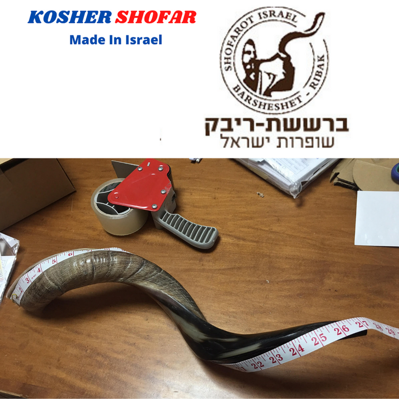 100% Natural 70-80 cm Kosher Shofar horn Yeninite Kudu gift Judaica from Israel