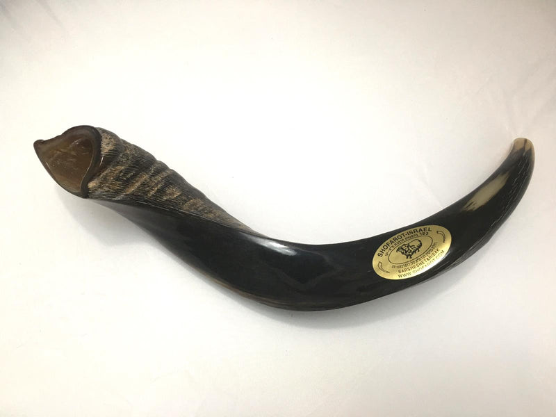 Kudu Yemenite HORN SHOFAR Kosher full Polished approx 19" judaica israel