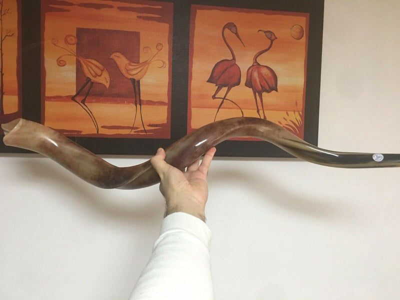 Kudu Yemenite HORN SHOFAR Kosher full Polished approx 28"-31"