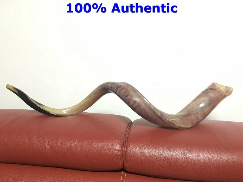 Kudu Yemenite HORN SHOFAR Kosher full Polished approx 28"-31"