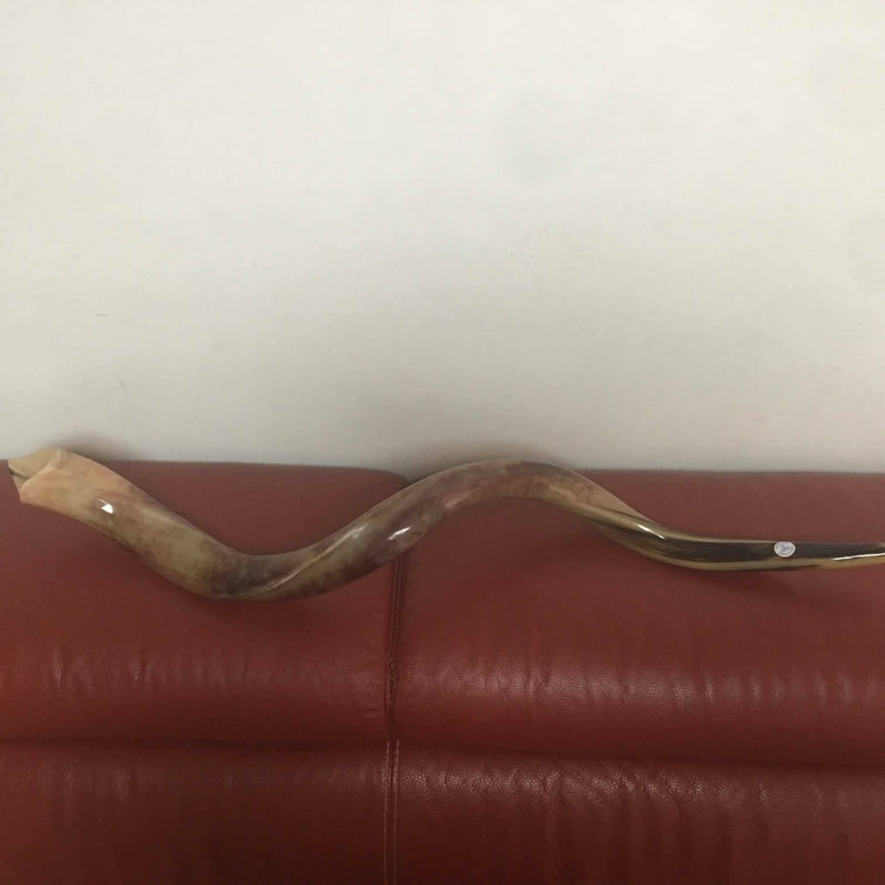 Kudu Yemenite HORN SHOFAR Kosher full Polished approx 28"-31"