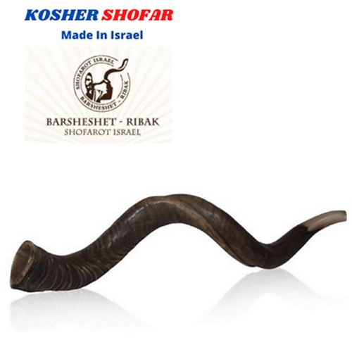 28"-31" Natural Authentic Kosher Yemenite Kudu Horn Shofar Jewish - Israel