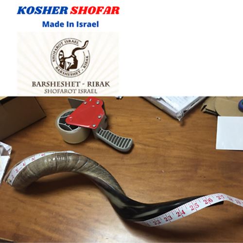 28"-31" Natural Authentic Kosher Yemenite Kudu Horn Shofar Jewish - Israel