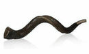 28"-31" Natural Authentic Kosher Yemenite Kudu Horn Shofar Jewish - Israel
