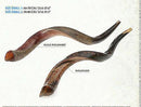 28"-31" Natural Authentic Kosher Yemenite Kudu Horn Shofar Jewish - Israel