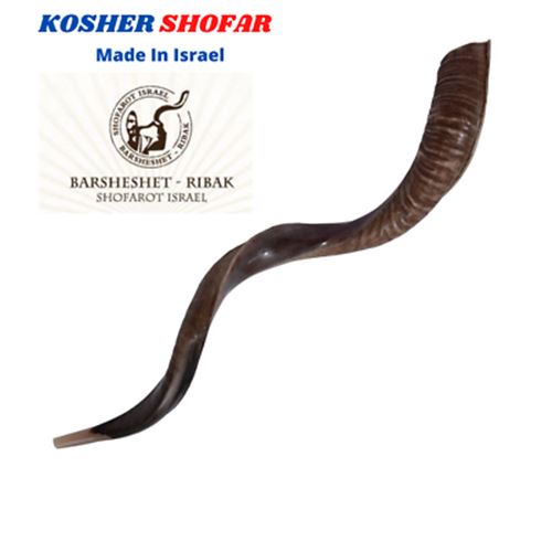 28"-31" Natural Authentic Kosher Yemenite Kudu Horn Shofar Jewish - Israel