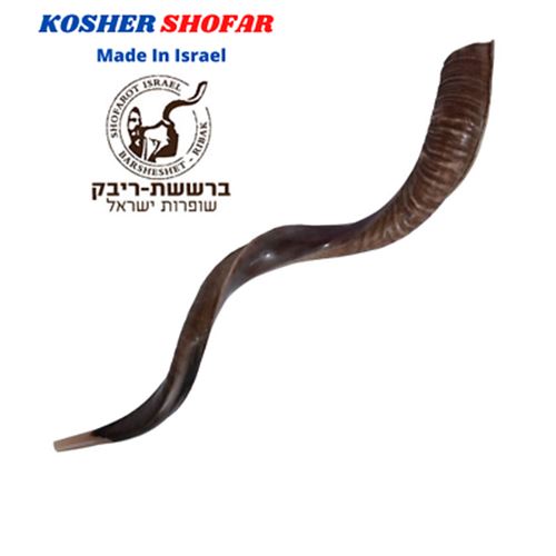 28"-31" Natural Authentic Kosher Yemenite Kudu Horn Shofar Jewish - Israel