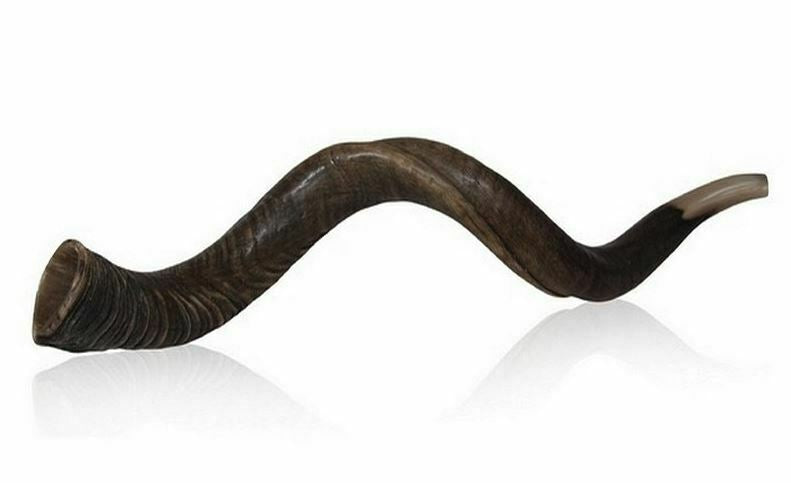 28"-31" Natural Authentic Kosher Yemenite Kudu Horn Shofar Jewish - Israel