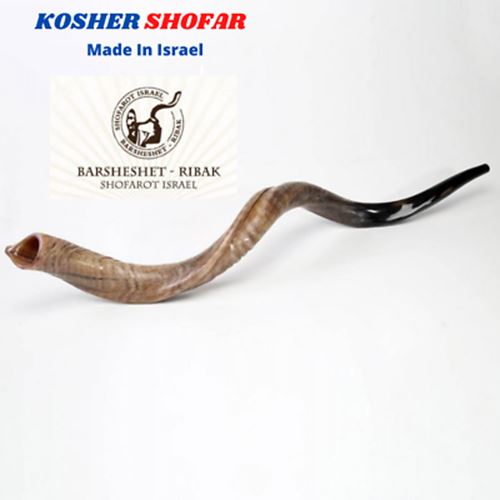 28"-31" Natural Authentic Kosher Yemenite Kudu Horn Shofar Jewish - Israel