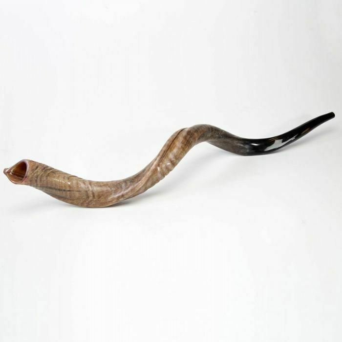 28"-31" Natural Authentic Kosher Yemenite Kudu Horn Shofar Jewish - Israel