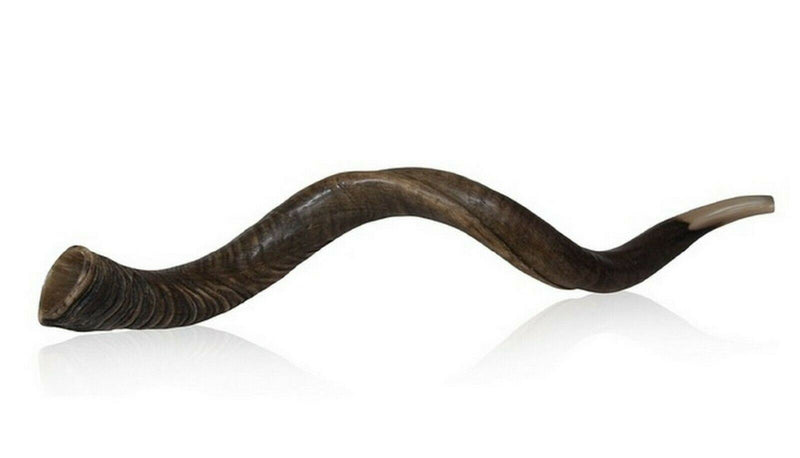 28"-31" Natural Authentic Kosher Yemenite Kudu Horn Shofar Jewish - Israel