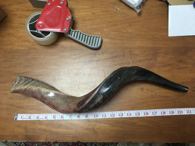 28"-31" Natural Authentic Kosher Yemenite Kudu Horn Shofar Jewish - Israel