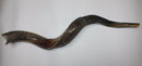 kudu yemenite horn shofar 40"-42" 100-106 cm kosher half natural polish chofar