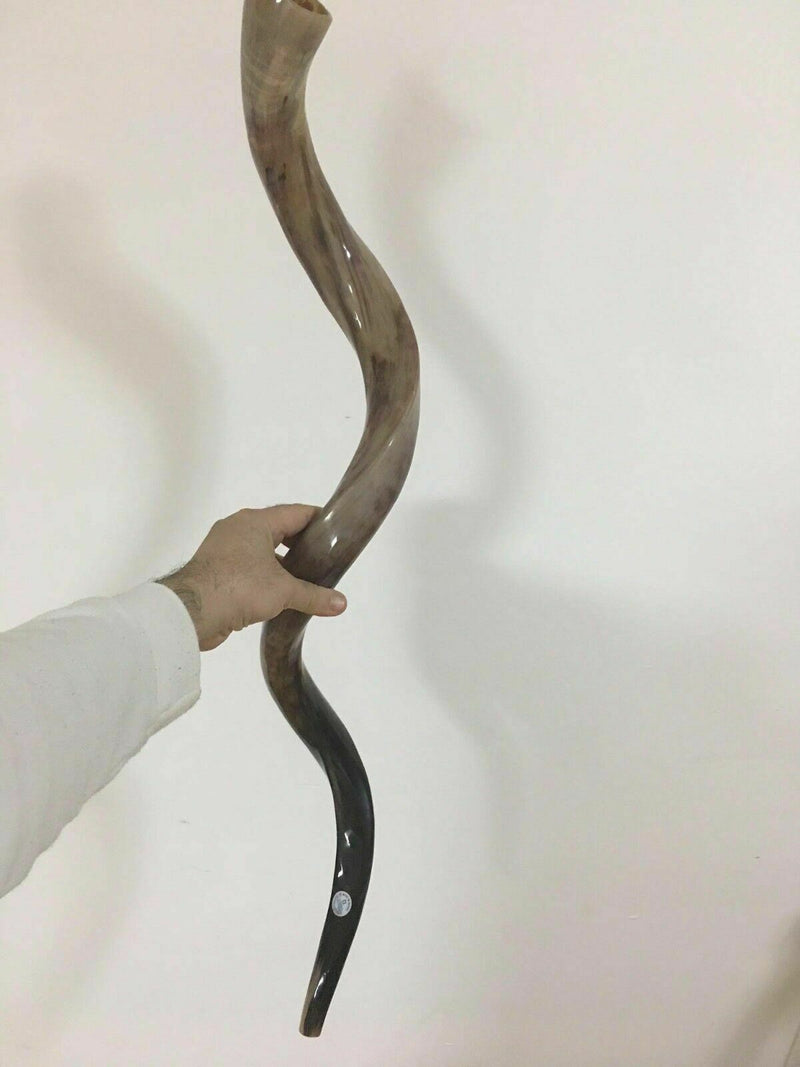 Kudu Yemenite HORN SHOFAR Kosher full Polished approx 45"-46" judaica israel