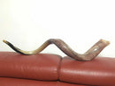 Kudu Yemenite HORN SHOFAR Kosher full Polished approx 45"-46" judaica israel