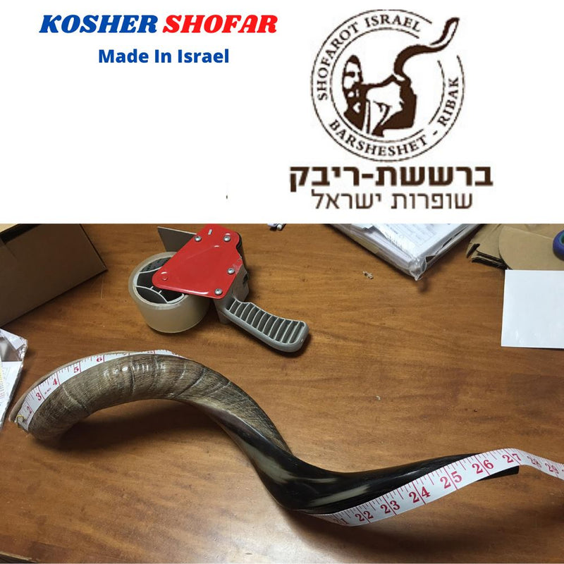 Half polished natural Kosher 60-70 cm Yeninite Kudu Shofar horn Israel