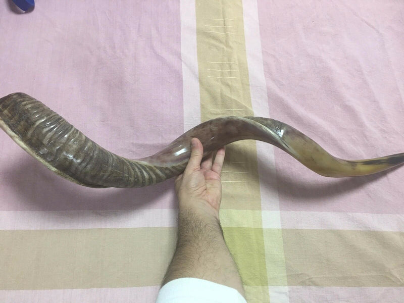 Half polished natural Kosher 60-70 cm Yeninite Kudu Shofar horn Israel