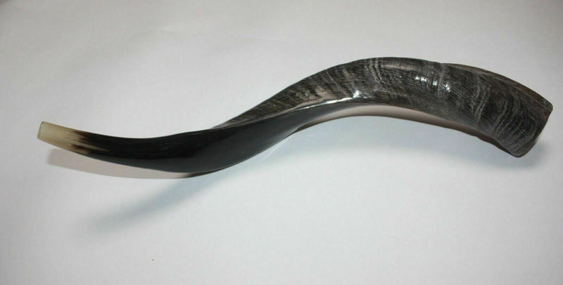 Half polished natural Kosher 60-70 cm Yeninite Kudu Shofar horn Israel