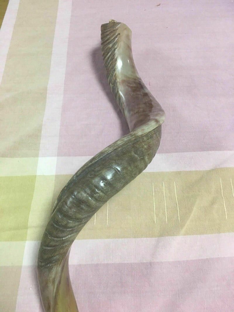 Half polished natural Kosher 60-70 cm Yeninite Kudu Shofar horn Israel