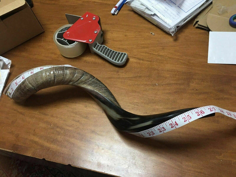 Half polished natural Kosher 60-70 cm Yeninite Kudu Shofar horn Israel