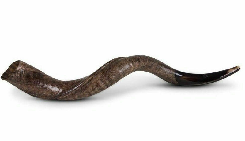 37-40" half Polished approx Kudu Yemenite HORN SHOFAR Kosher judaica israel