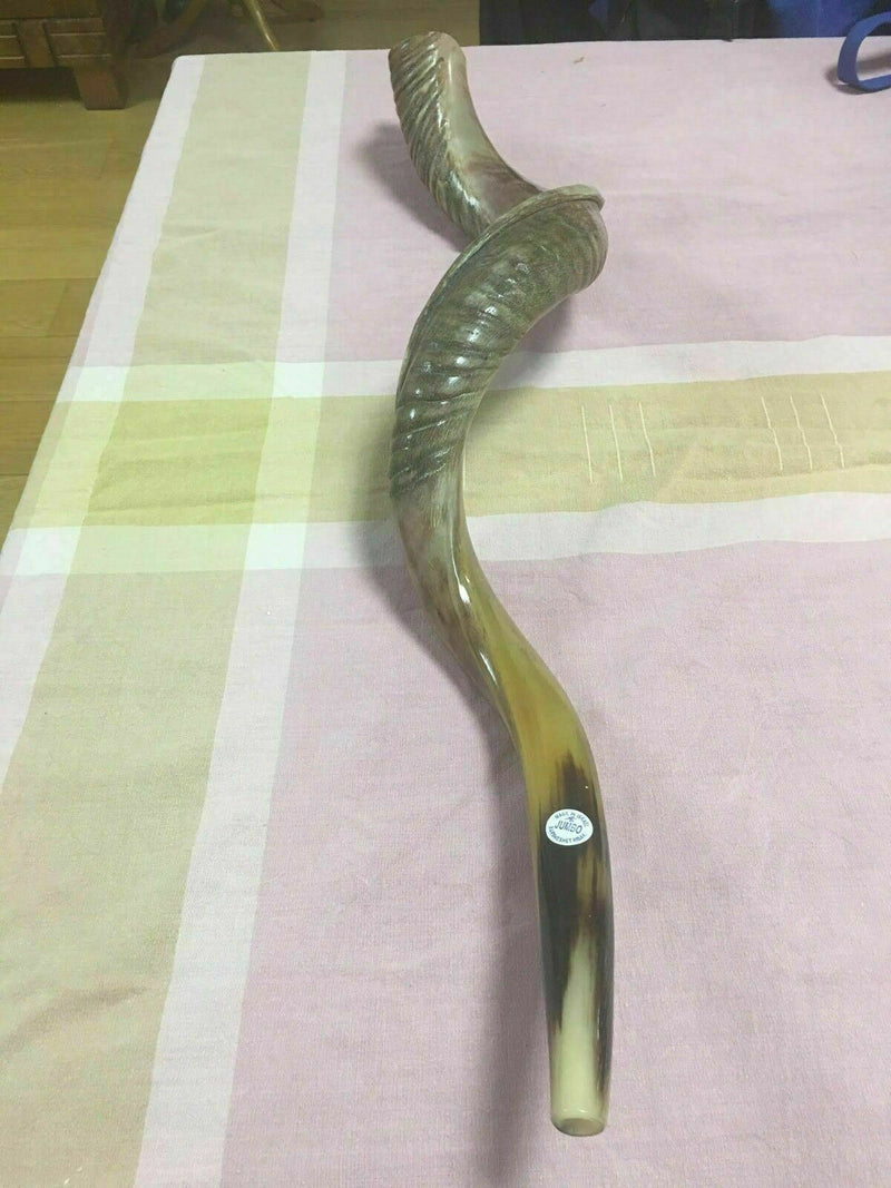 40'' half polished kosher kudu horn shofar.starting notes: E+-,F+-,G+- and more.