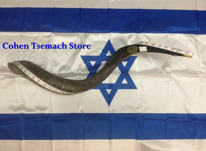 40'' half polished kosher kudu horn shofar.starting notes: E+-,F+-,G+- and more.