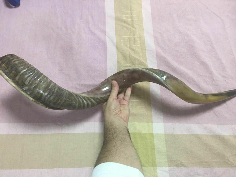 40'' half polished kosher kudu horn shofar.starting notes: E+-,F+-,G+- and more.