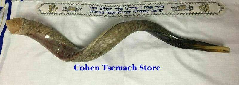 40'' half polished kosher kudu horn shofar.starting notes: E+-,F+-,G+- and more.