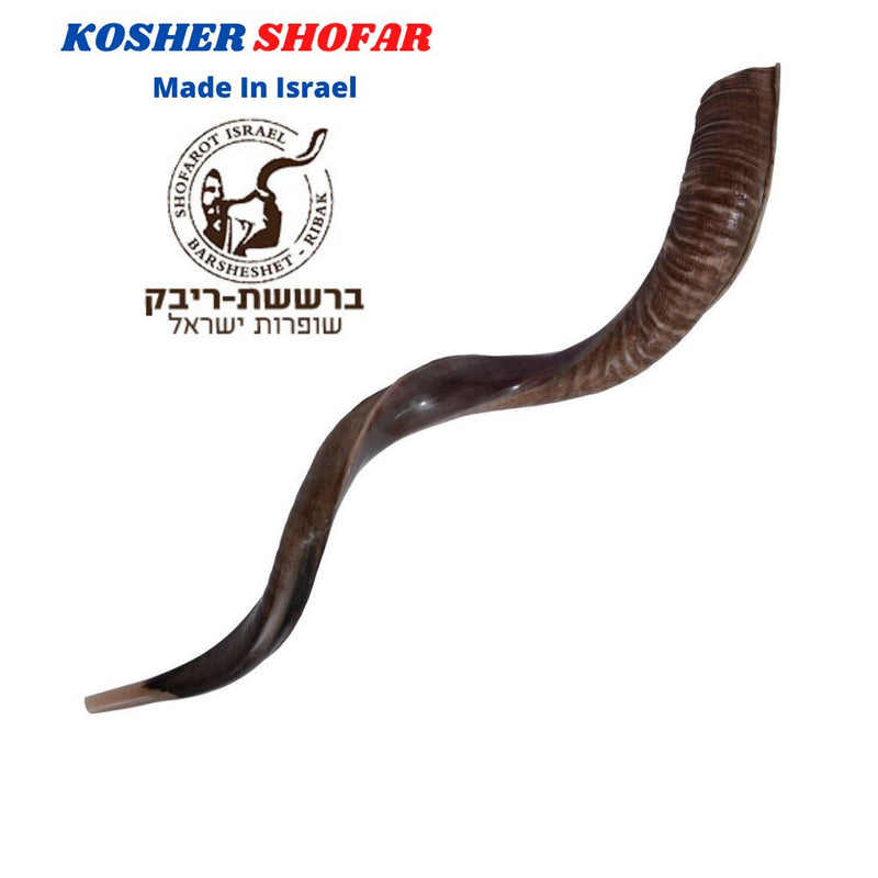 40'' half polished kosher kudu horn shofar.starting notes: E+-,F+-,G+- and more.