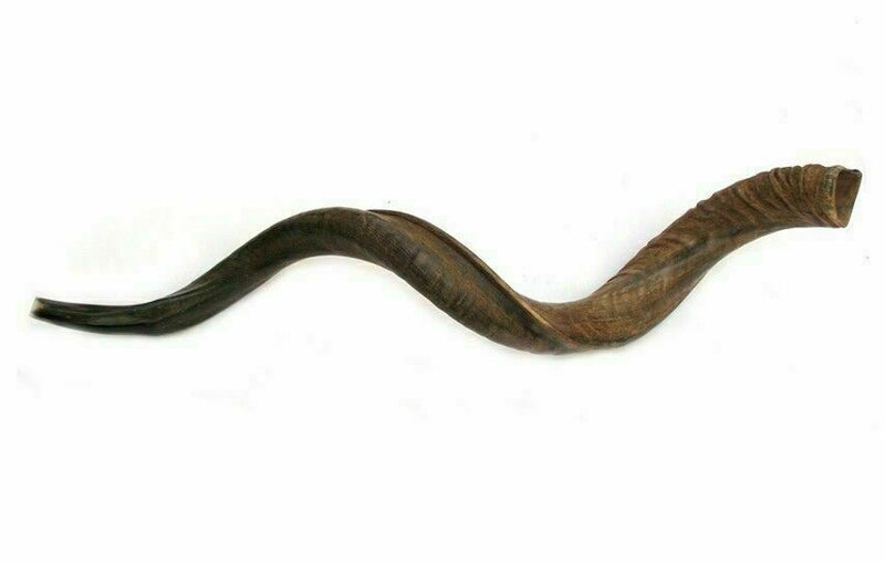 40'' half polished kosher kudu horn shofar.starting notes: E+-,F+-,G+- and more.