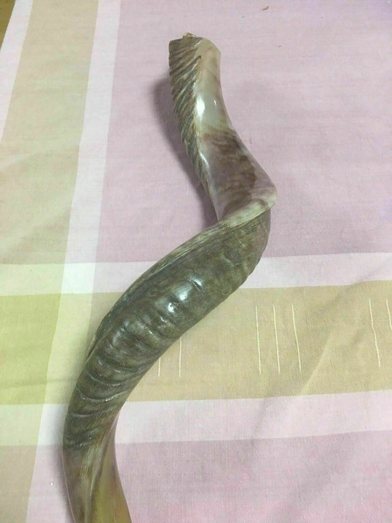 40'' half polished kosher kudu horn shofar.starting notes: E+-,F+-,G+- and more.