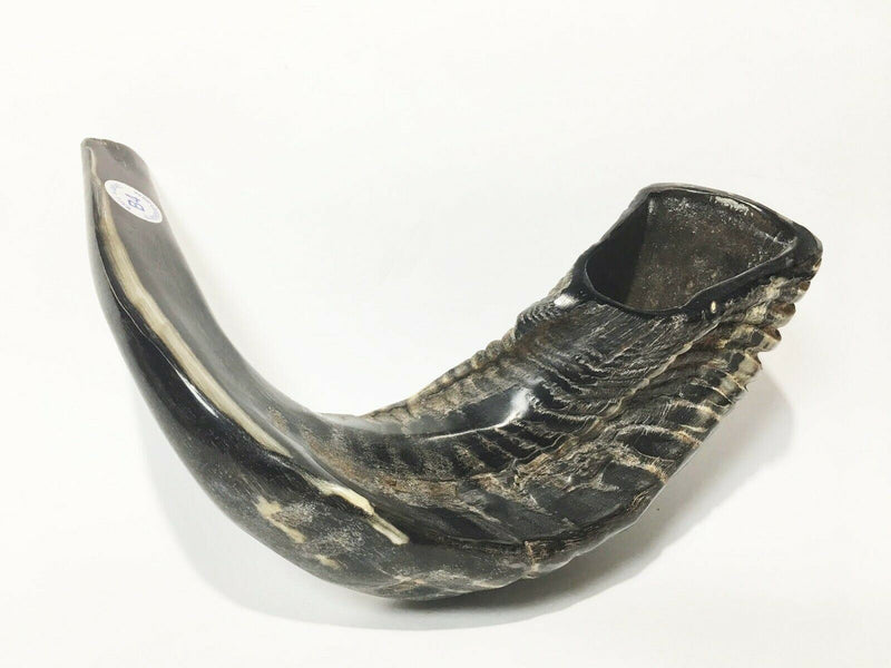 Ram SHOFAR Horn Kosher   Natural 10"-11" Judaica Israel Made