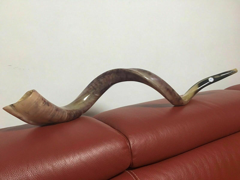 Kudu Yemenite HORN SHOFAR Kosher full Polished approx 48" judaica israel