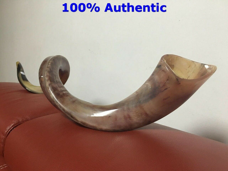 Kudu Yemenite HORN SHOFAR Kosher full Polished approx 48" judaica israel