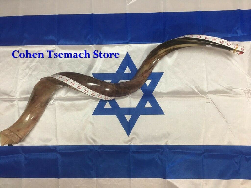 Kudu Yemenite HORN SHOFAR Kosher full Polished approx 48" judaica israel