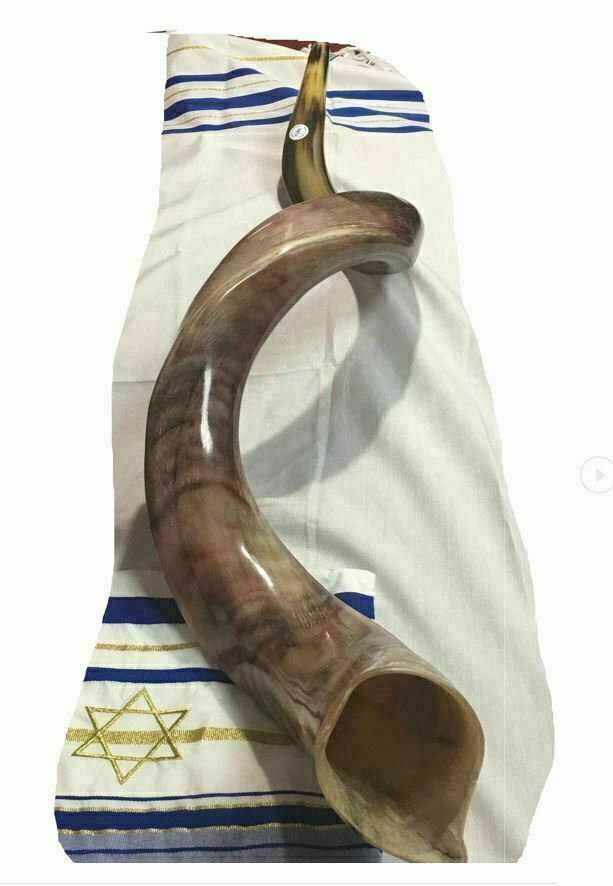 Kudu Yemenite HORN SHOFAR Kosher full Polished approx 43"-44" judaica israel